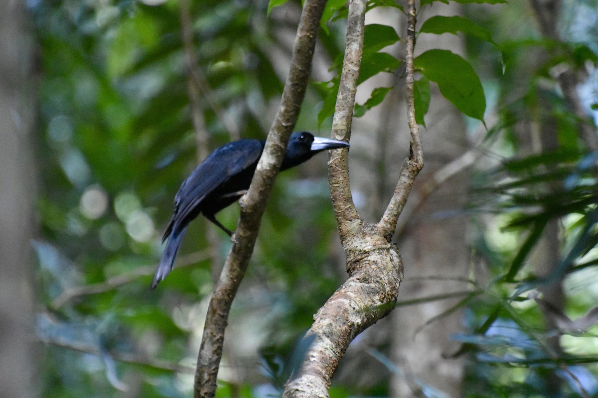 Black Butcherbird - ML624146729