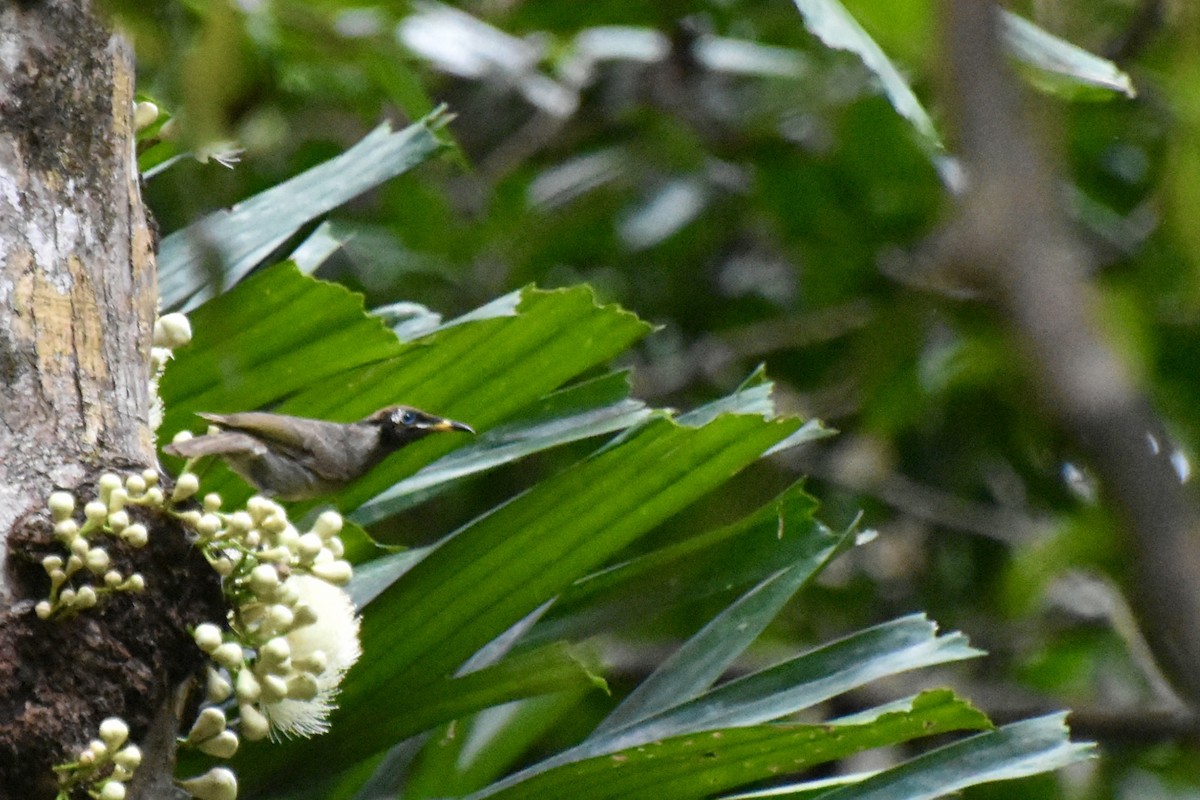 Bridled Honeyeater - ML624146730