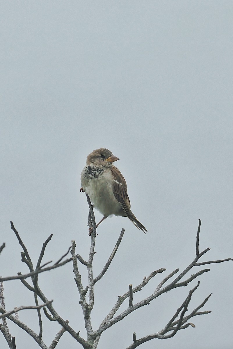 Moineau domestique - ML624146737