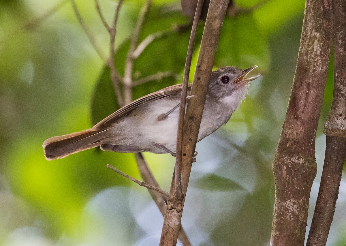 Sooty-capped Babbler - ML624146756