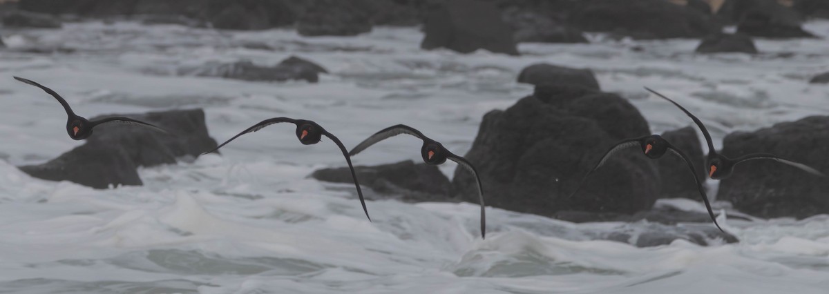 Sooty Oystercatcher - ML624146760