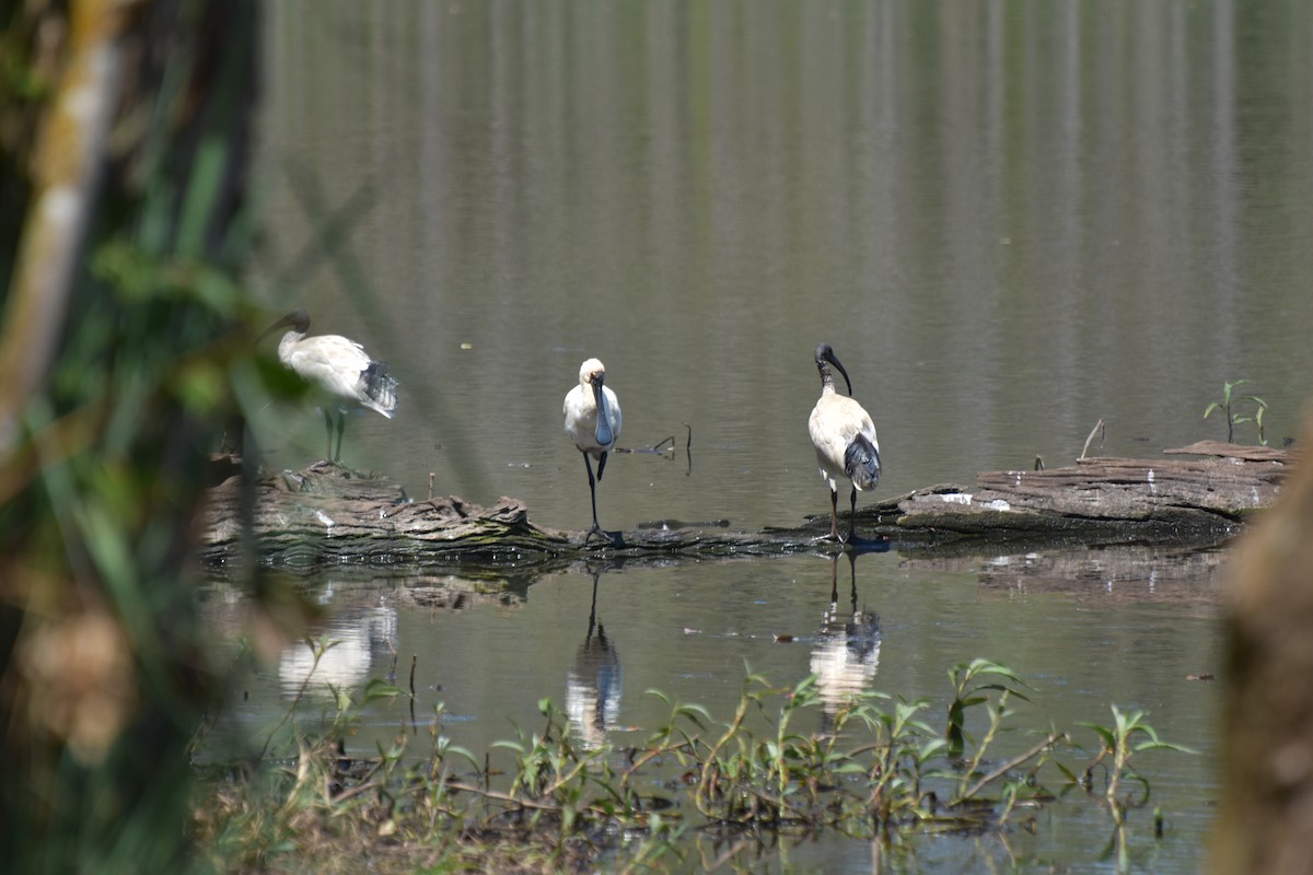 Royal Spoonbill - ML624146781