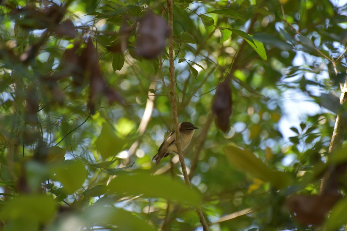 Brown Gerygone - ML624146791