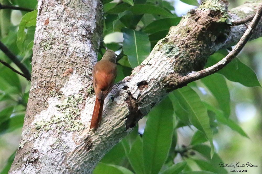 Olivaceous Woodcreeper - ML624146799