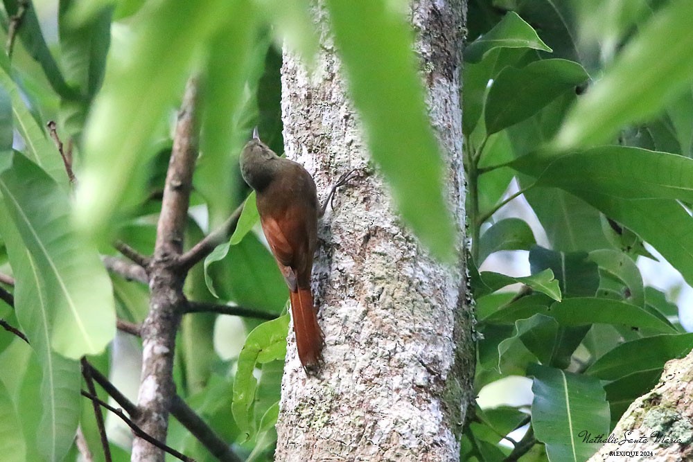 Olivaceous Woodcreeper - ML624146800