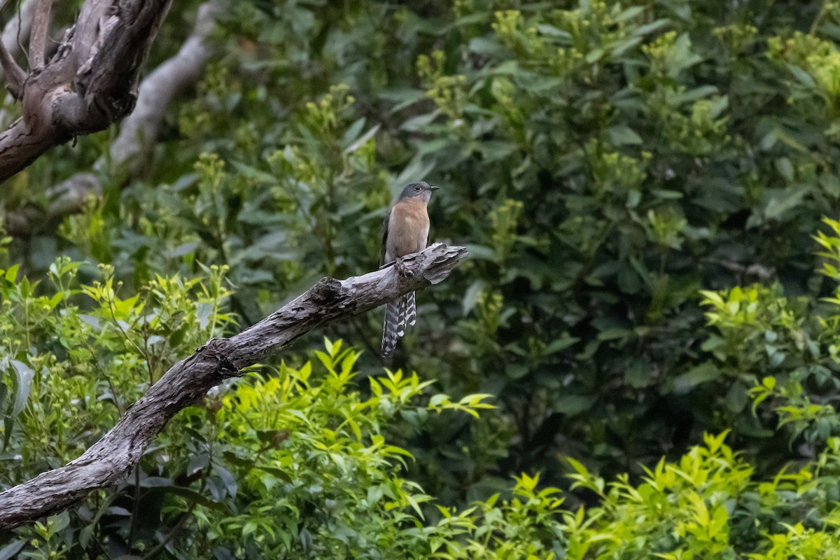 Fan-tailed Cuckoo - ML624146810