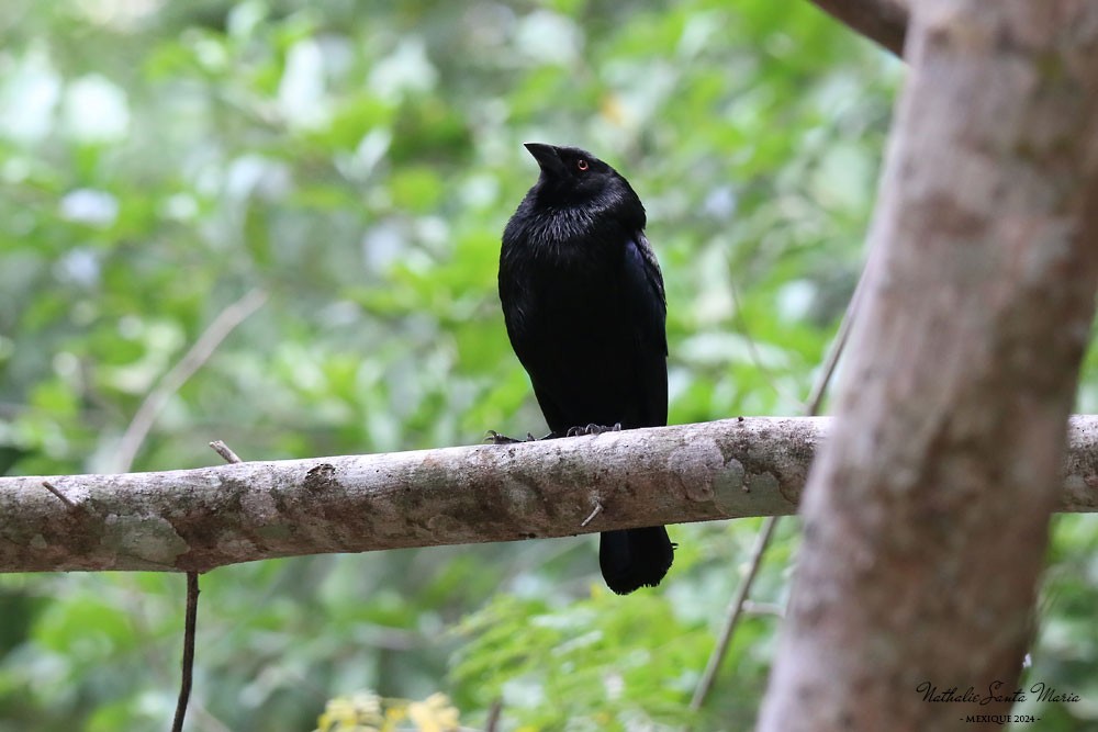 Bronzed Cowbird - Nathalie SANTA MARIA