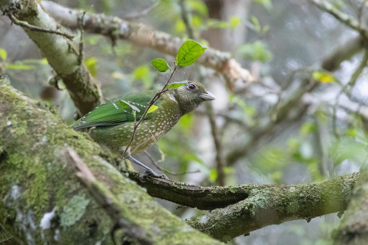 Green Catbird - ML624146825