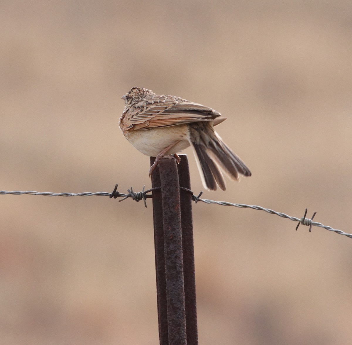 Rufous-naped Lark - ML624146852