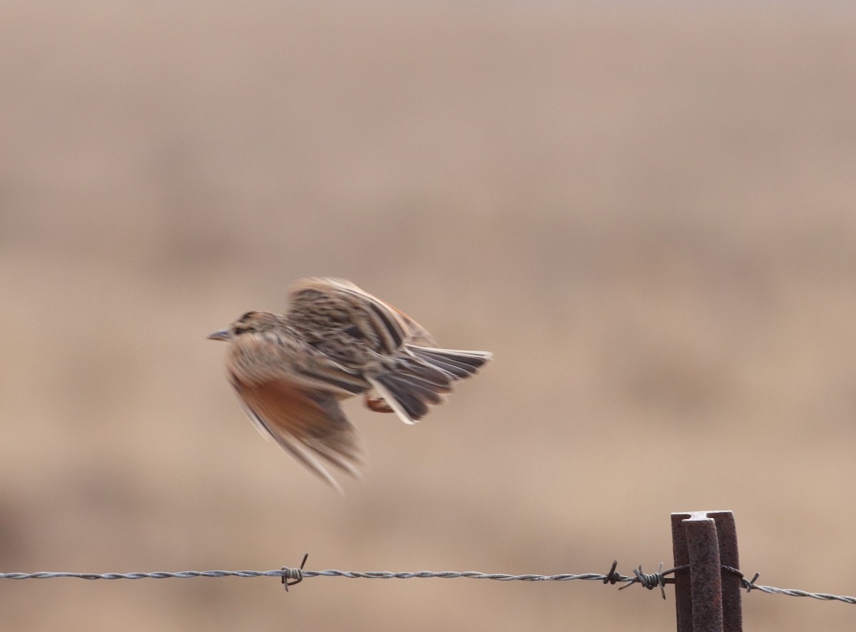 Rufous-naped Lark - ML624146853