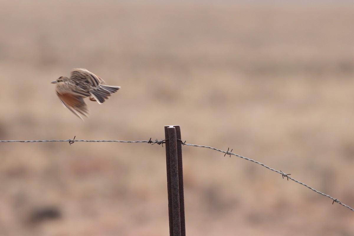 Rufous-naped Lark - ML624146854