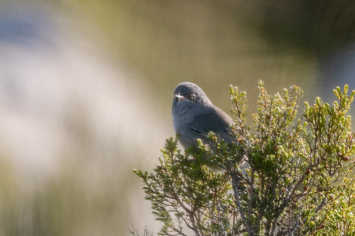 Marmora's Warbler - ML624146860