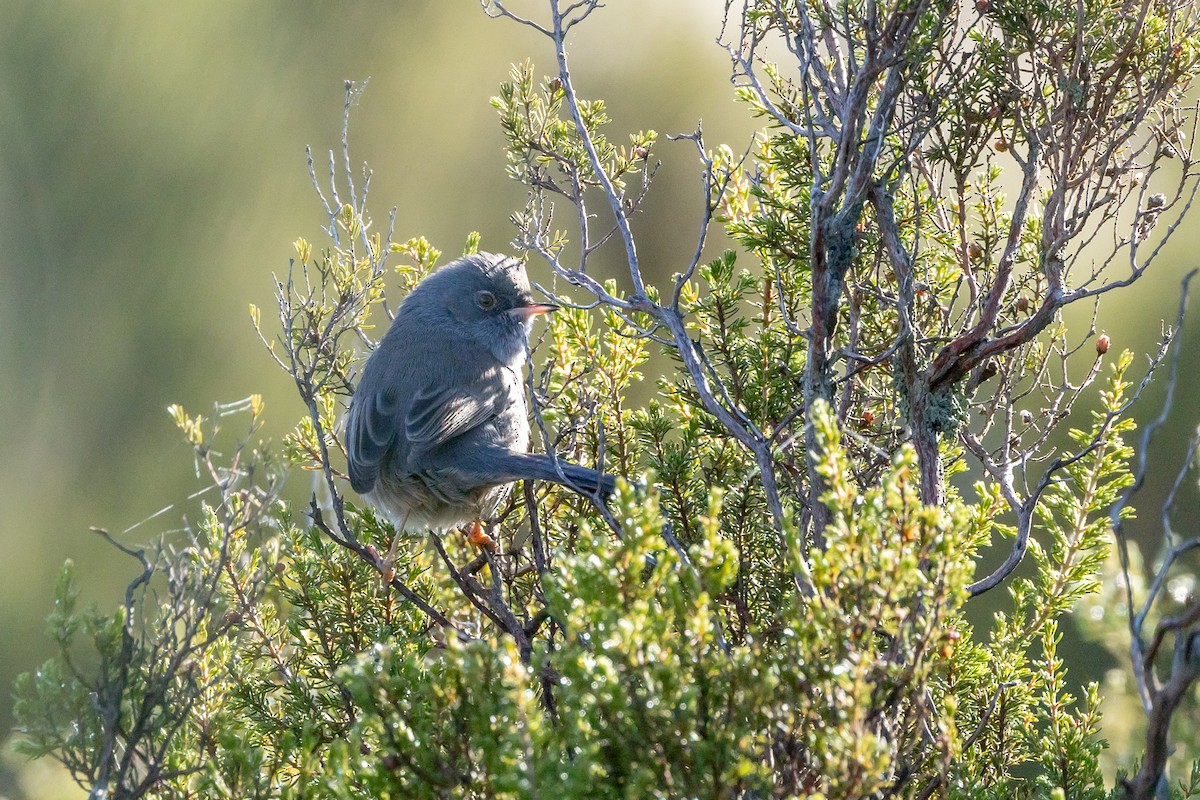 Marmora's Warbler - ML624146862