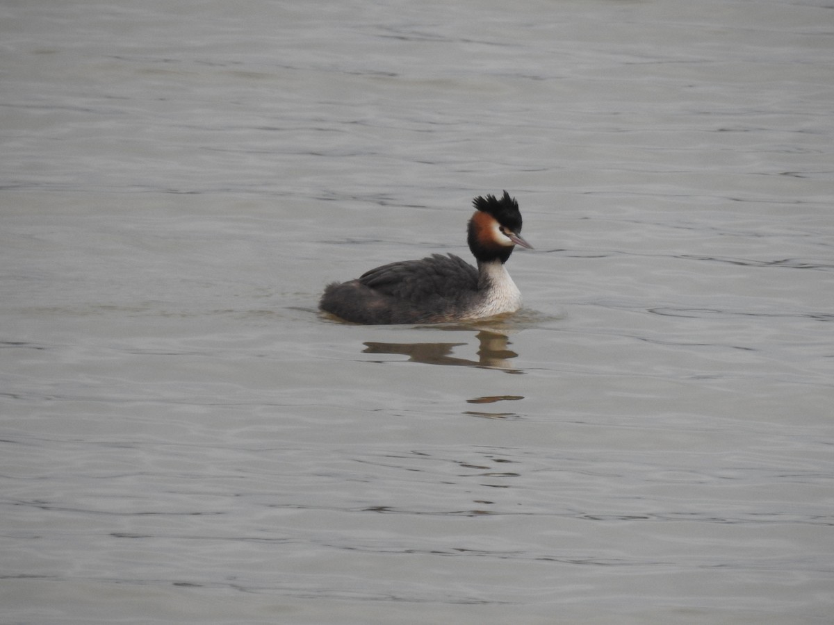 Great Crested Grebe - sharon dodd