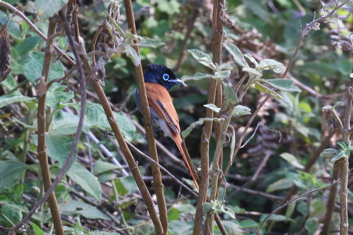 African Paradise-Flycatcher - ML624146893