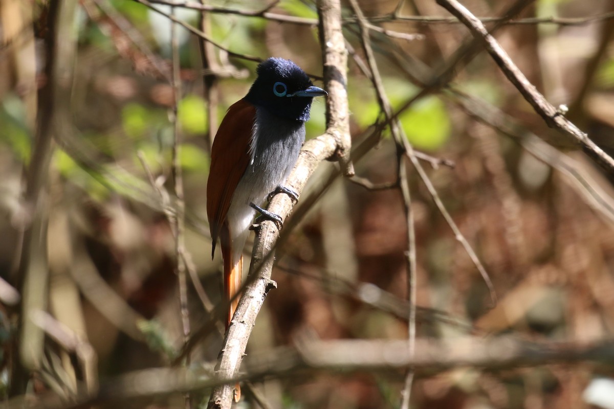 African Paradise-Flycatcher - ML624146894