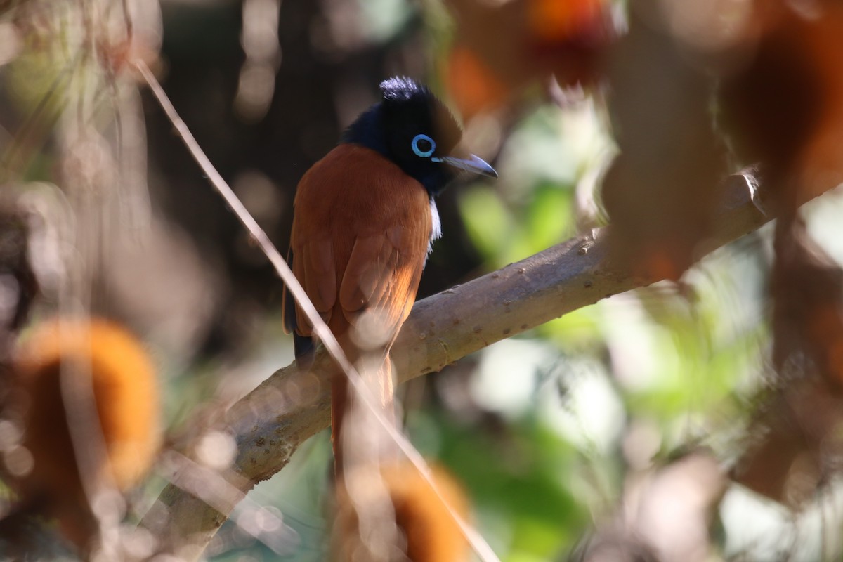 African Paradise-Flycatcher - ML624146895