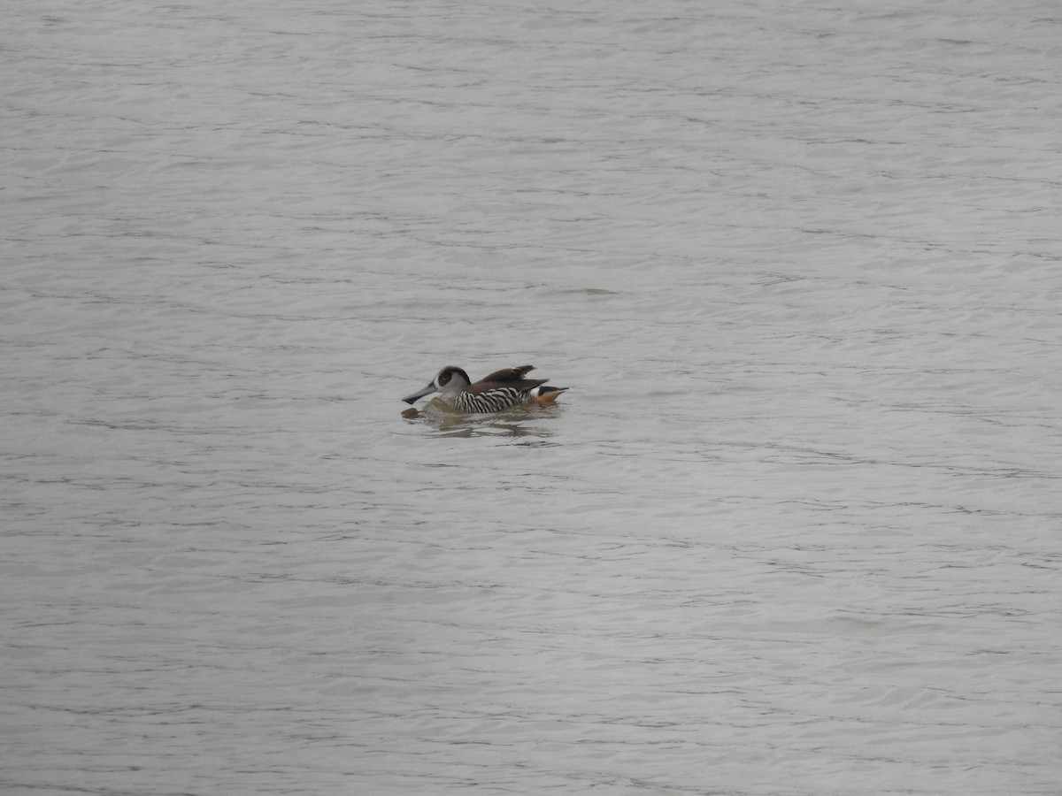 Pink-eared Duck - sharon dodd