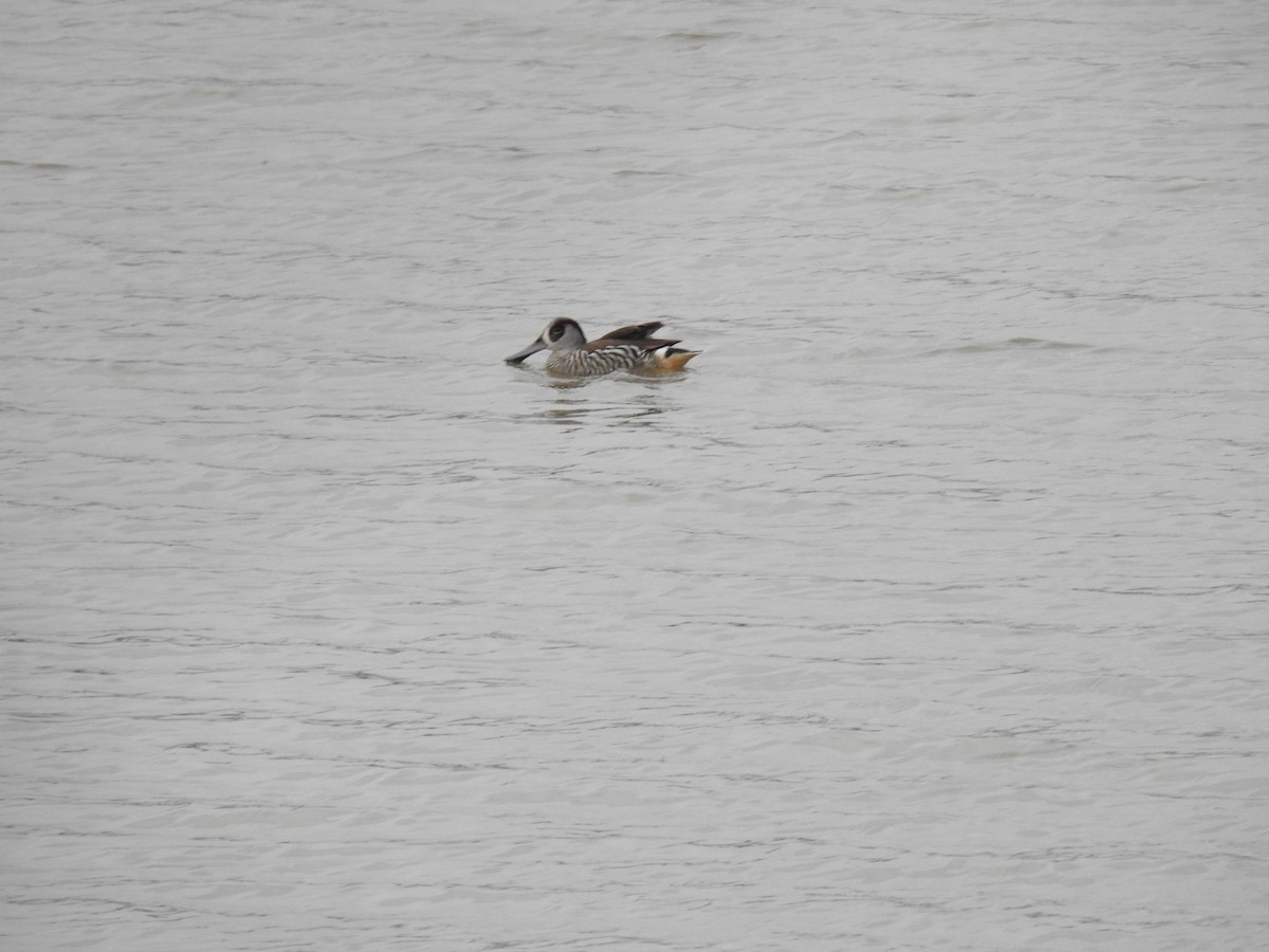 Pink-eared Duck - ML624146901