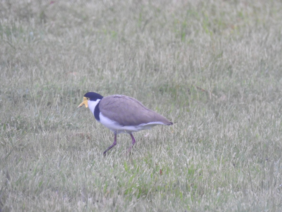 Masked Lapwing - sharon dodd