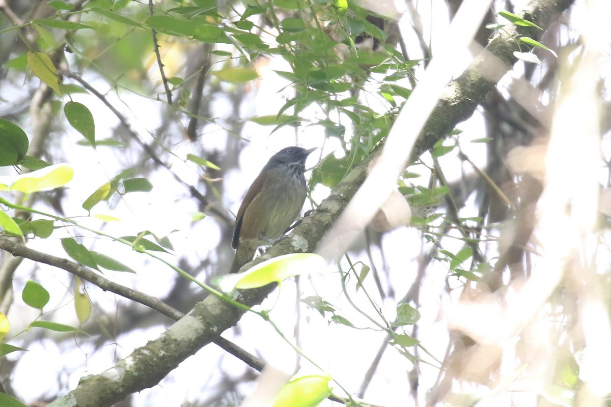 African Hill Babbler - ML624146923