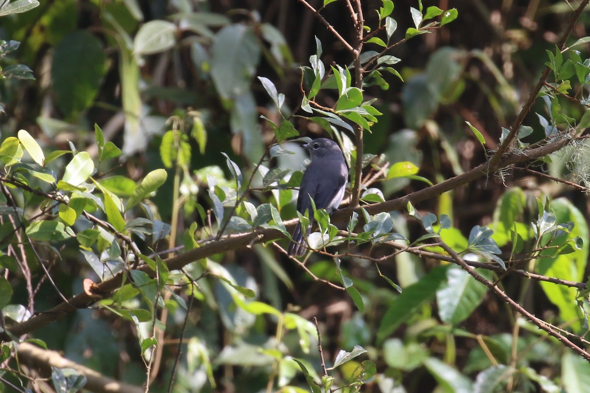 Ashy Flycatcher - ML624146930