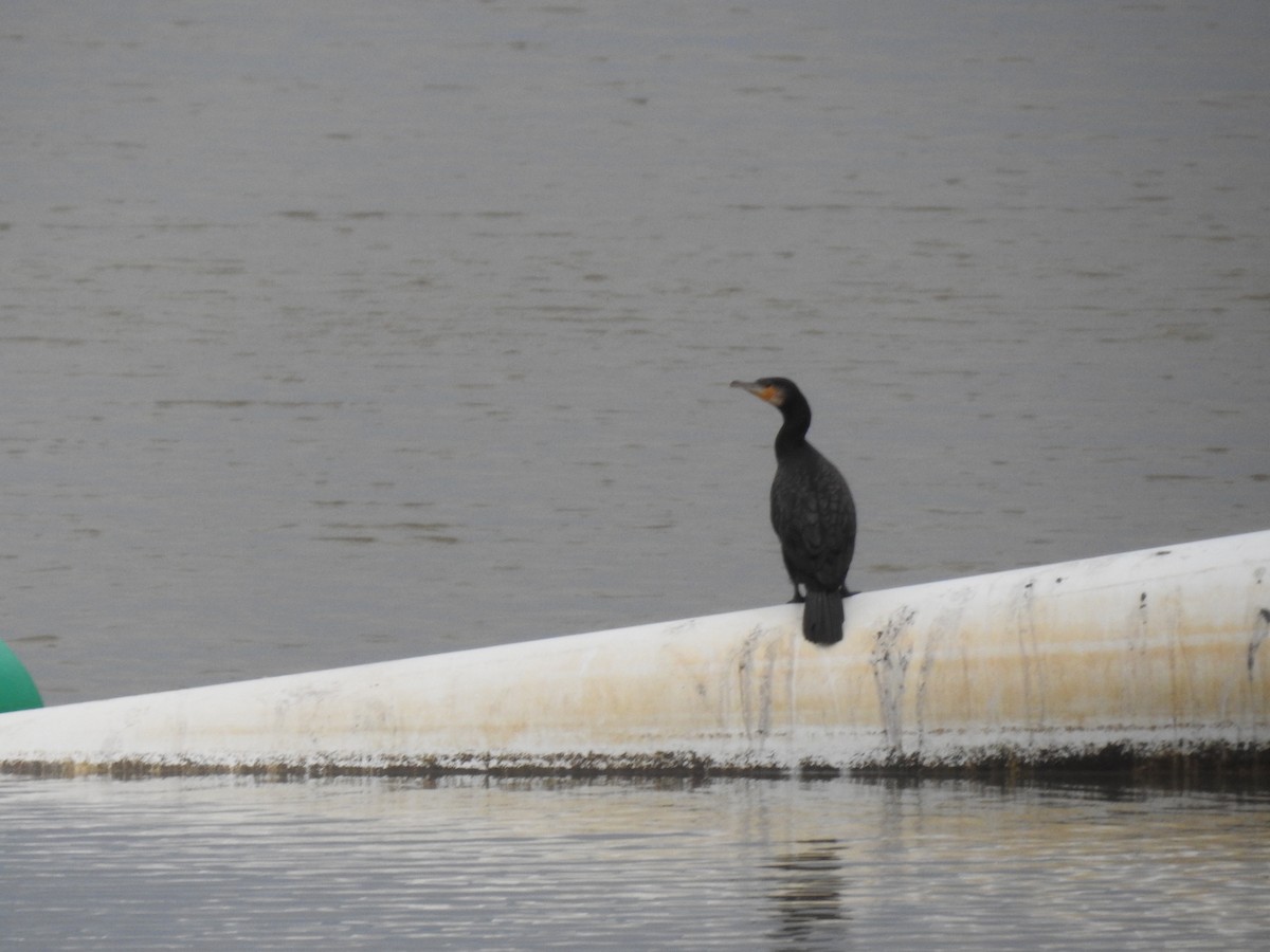 Great Cormorant - sharon dodd