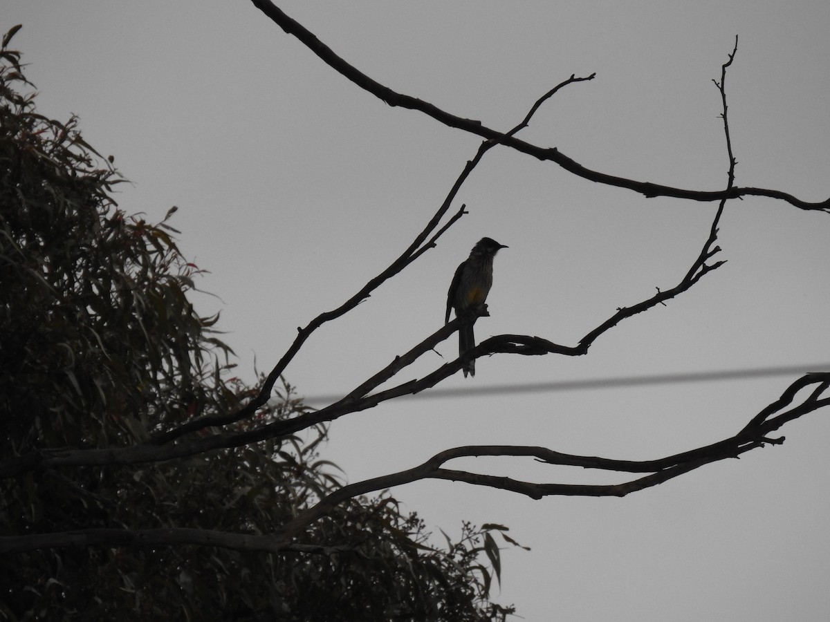 Red Wattlebird - ML624146941