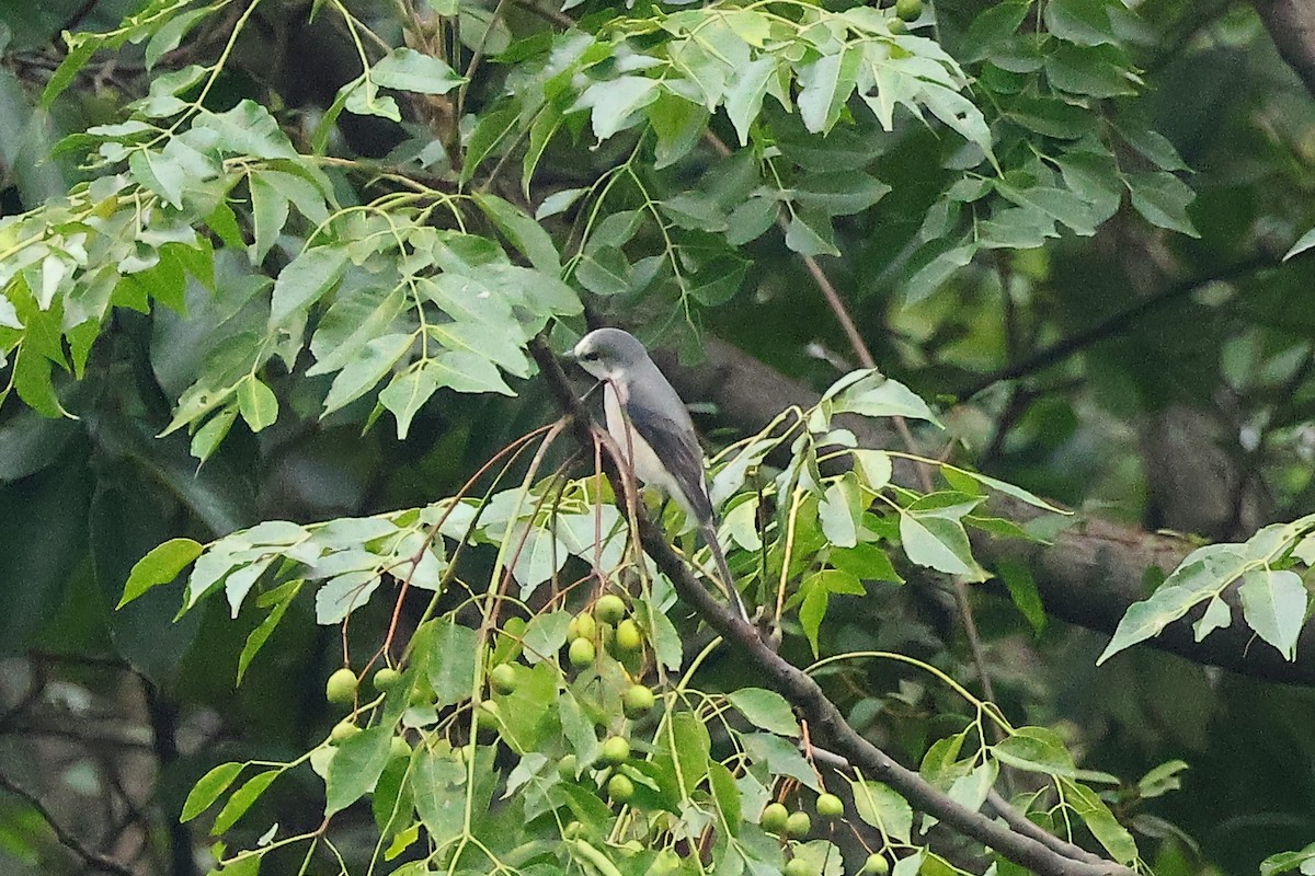 Ashy Minivet - ML624146958