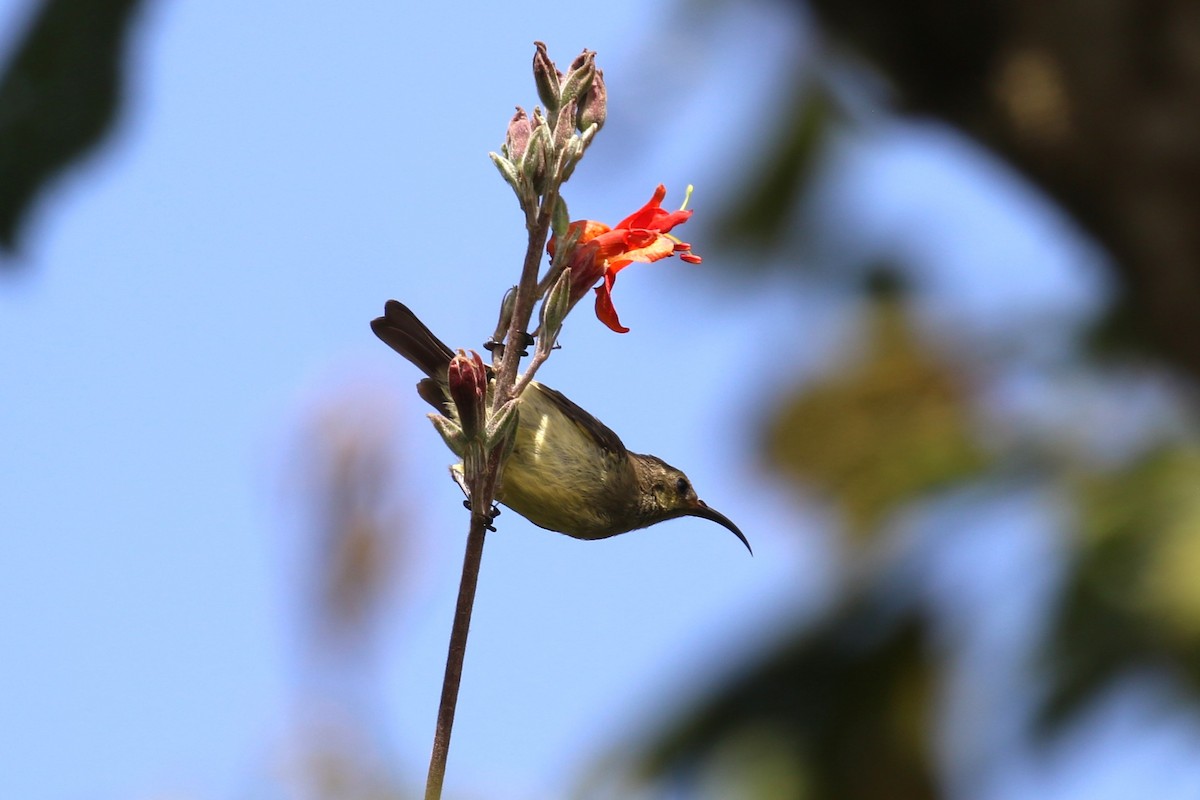 Variable Sunbird - ML624146975