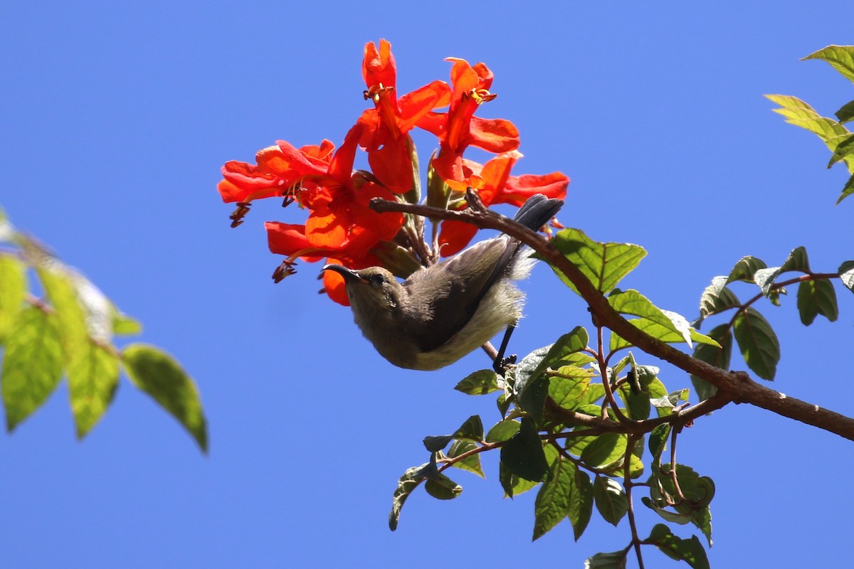 Variable Sunbird - ML624146976