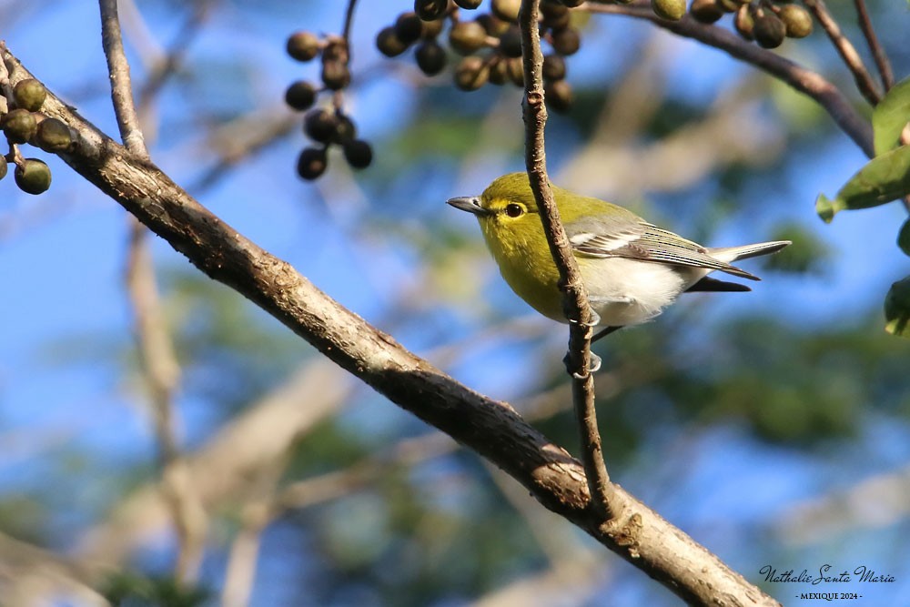 Vireo Gorjiamarillo - ML624147004