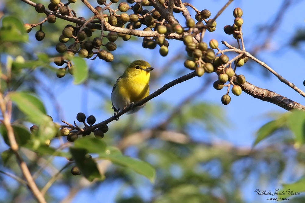 Vireo Gorjiamarillo - ML624147005