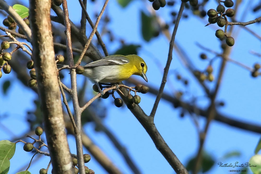 Vireo Gorjiamarillo - ML624147006