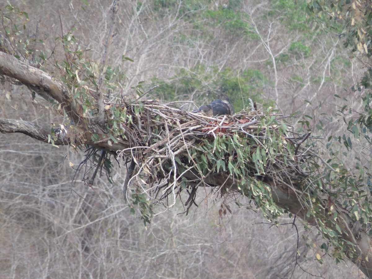 Crowned Eagle - Shane Sumasgutner