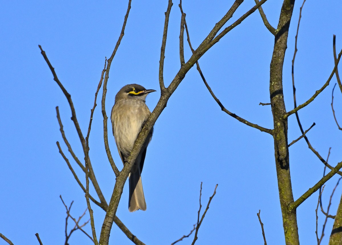 Yellow-faced Honeyeater - ML624147032