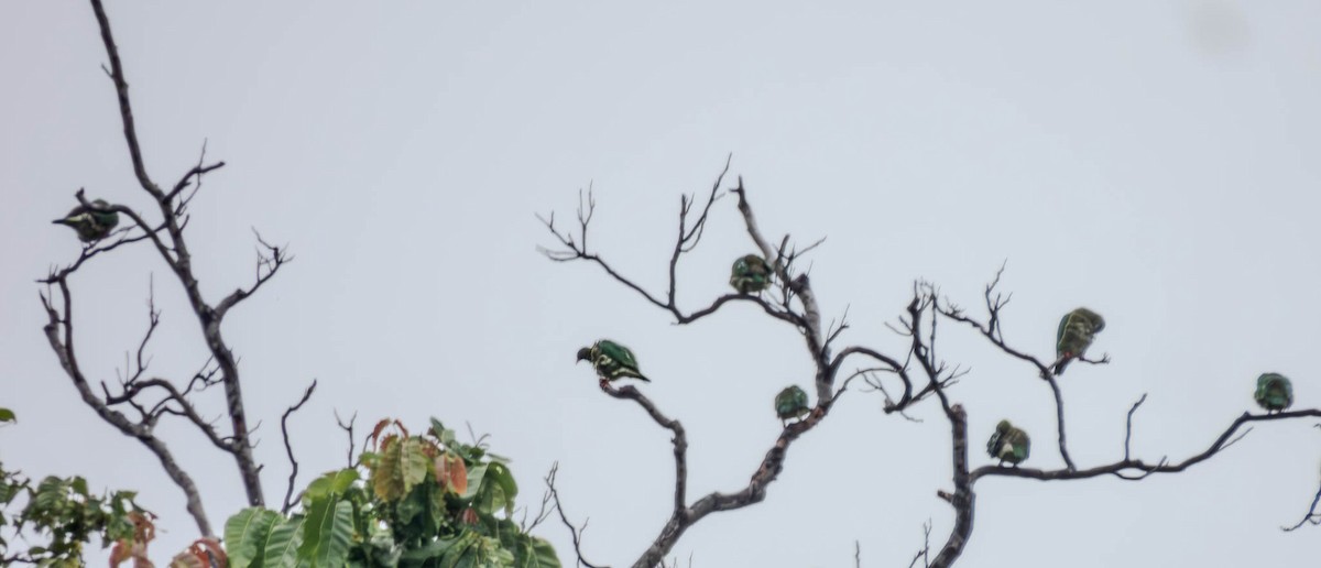 Orange-bellied Fruit-Dove - Deepa Wimalasena