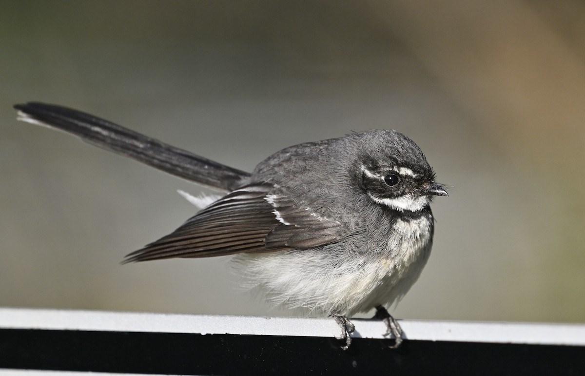 Gray Fantail - ML624147036