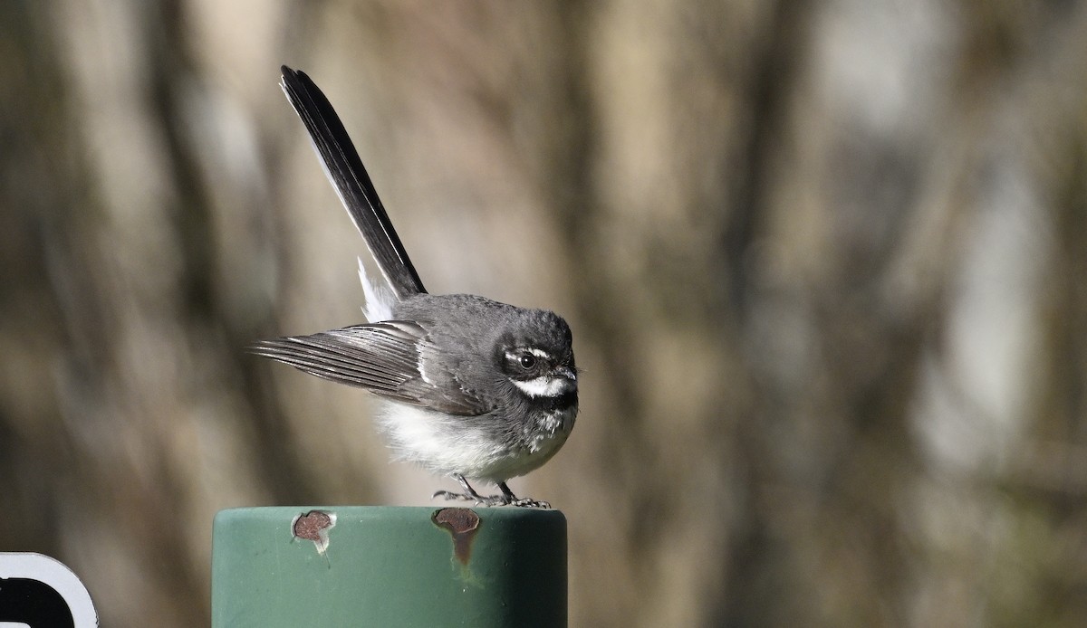 Gray Fantail - ML624147040