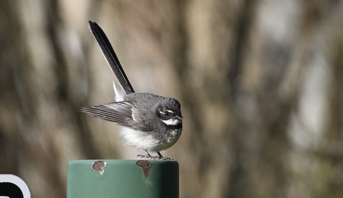 Gray Fantail - Scott Eaton