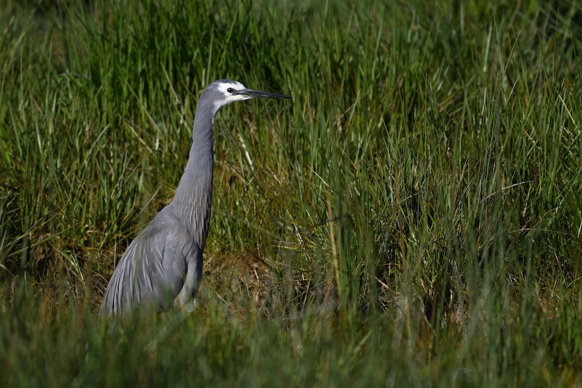 White-faced Heron - ML624147044