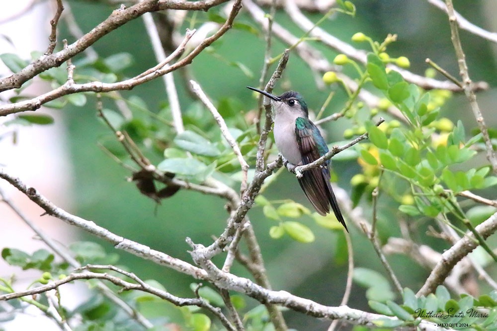 Wedge-tailed Sabrewing - ML624147058