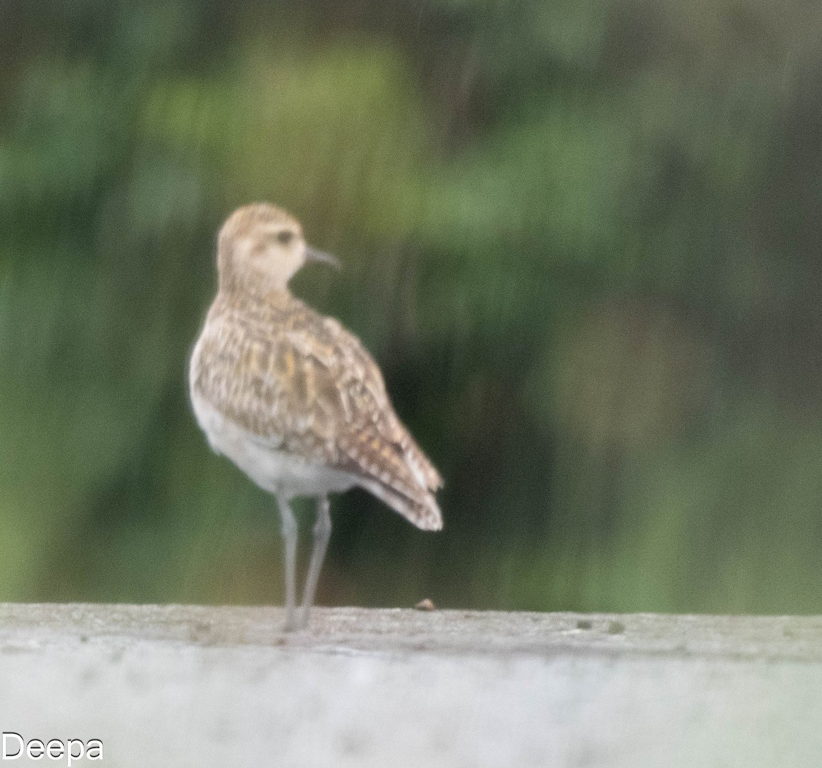 Pacific Golden-Plover - ML624147073