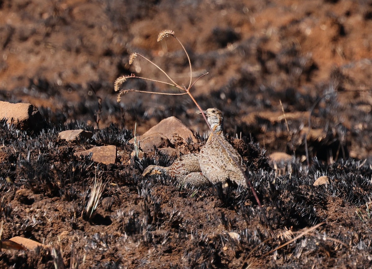 Red-winged Francolin - ML624147075