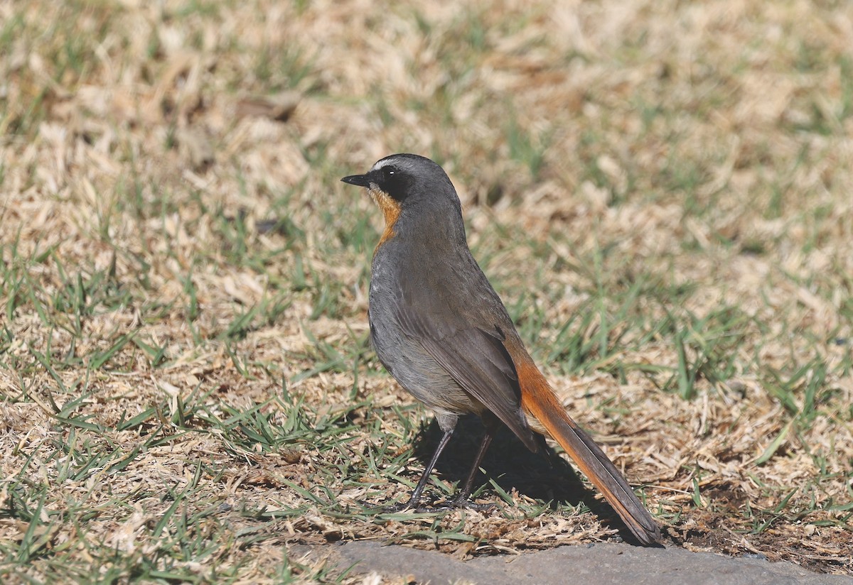 Cape Robin-Chat - ML624147086