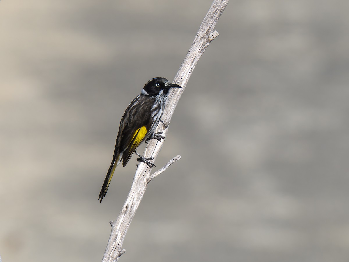 New Holland Honeyeater - ML624147090