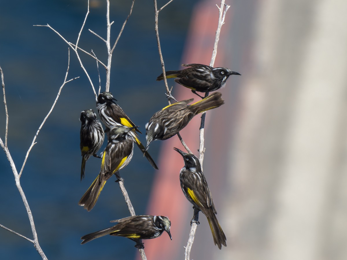 New Holland Honeyeater - ML624147092