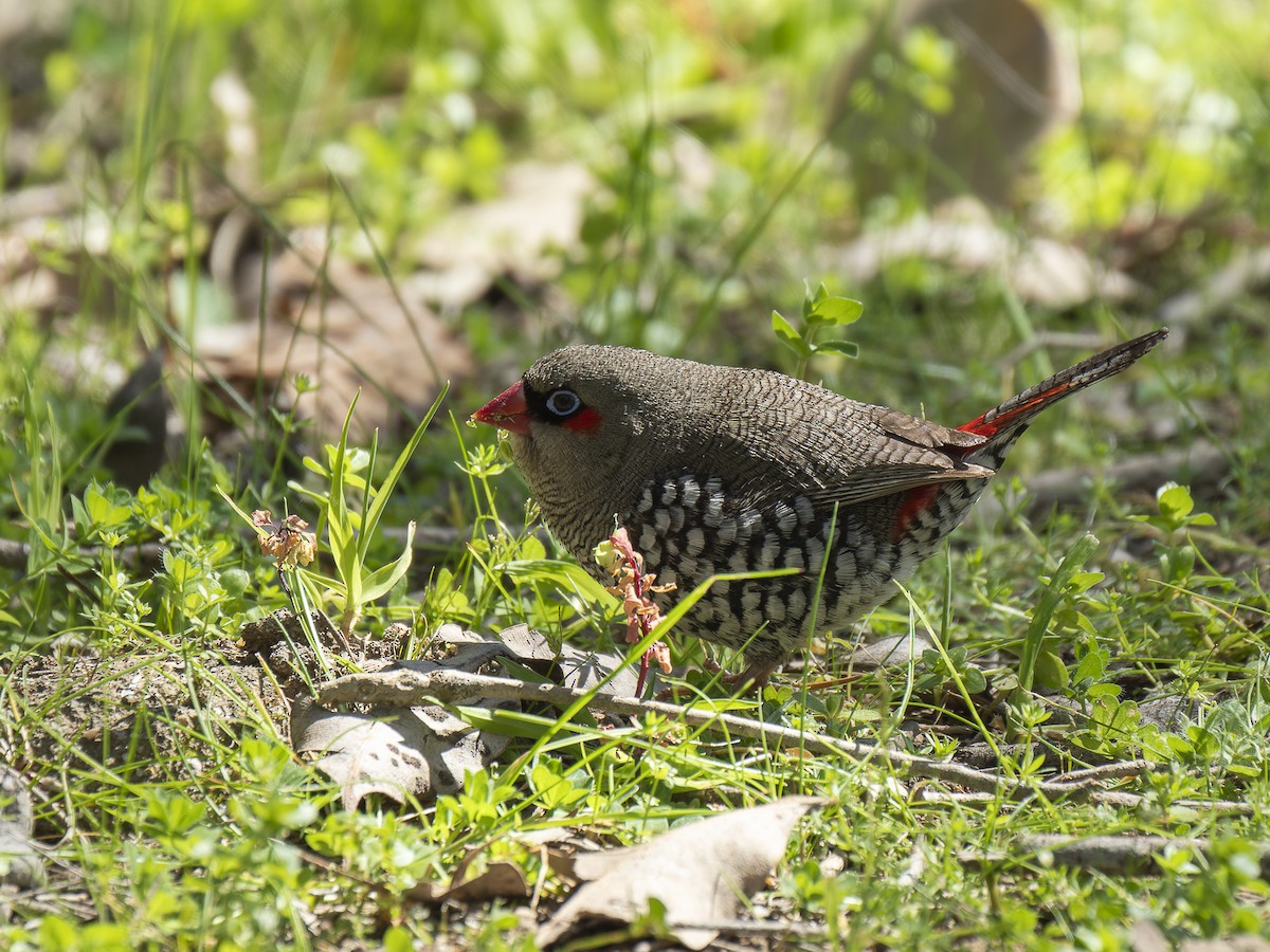 Red-eared Firetail - ML624147104