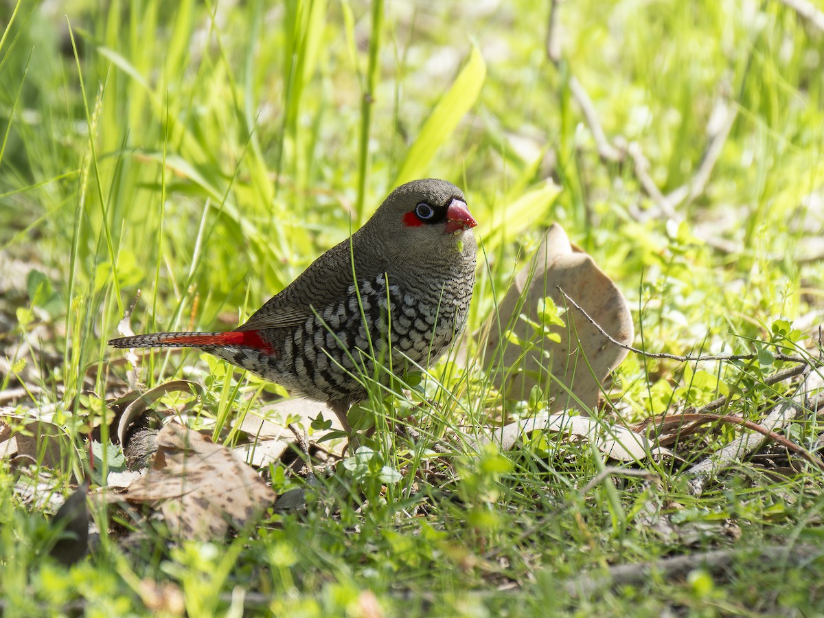 Red-eared Firetail - ML624147105