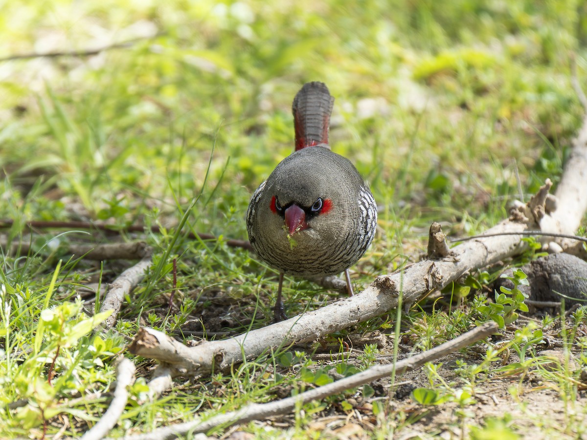 Red-eared Firetail - ML624147106